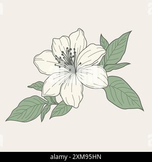 Un dessin vectoriel dessiné à la main de fleur de jasmin, mettant en valeur des détails complexes et une élégance délicate. Idéal pour les projets de design intemporels et inspirés de la nature Illustration de Vecteur