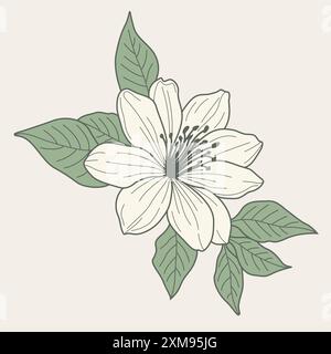 Un dessin vectoriel dessiné à la main de fleur de jasmin, mettant en valeur des détails complexes et une élégance délicate. Idéal pour les projets de design intemporels et inspirés de la nature Illustration de Vecteur