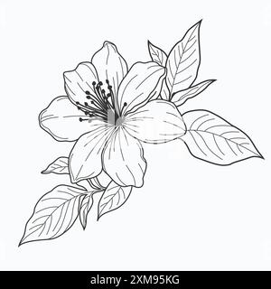 Un dessin vectoriel dessiné à la main de fleur de jasmin, mettant en valeur des détails complexes et une élégance délicate. Idéal pour les projets de design intemporels et inspirés de la nature Illustration de Vecteur