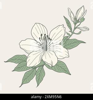 Un dessin vectoriel dessiné à la main de fleur de jasmin, mettant en valeur des détails complexes et une élégance délicate. Idéal pour les projets de design intemporels et inspirés de la nature Illustration de Vecteur