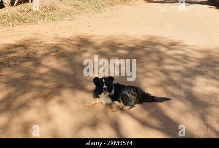 Chien caramel, assis sur le sol en ciment, reculé, appuyé contre le mur, pattes tendues, langue sortie, museau noir, regardant sur le côté. Banque D'Images