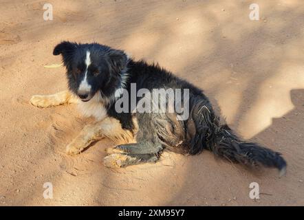 Noir et blanc, chien mongrel poilu, ressemblant à un border collie, allongé au milieu d'un chemin de terre, dans le Minas Gerais rural. Banque D'Images