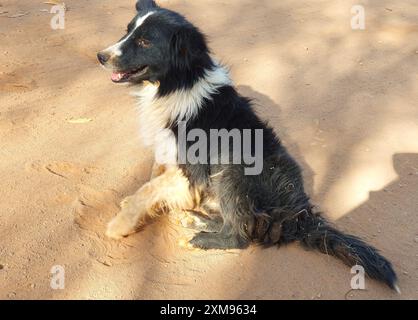 Noir et blanc, chien mongrel poilu, ressemblant à un border collie, assis au milieu d'un chemin de terre, dans la campagne Minas Gerais. Banque D'Images