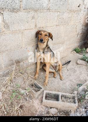 Un chien mongrél de couleur caramel assis sur le sol en ciment, appuyé contre le mur au milieu de briques et de mauvaises herbes, l'air effrayé. Banque D'Images