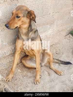 Un chien mongrel de couleur caramel assis sur le sol en ciment, appuyé en arrière contre le mur de briques, les pattes tendues, les oreilles levées et les yeux effrayés. Banque D'Images