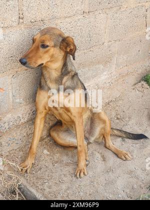 Chien caramel, assis sur le sol en ciment, reculé, appuyé contre le mur de briques, pattes étendues, oreilles levées et yeux effrayés. Banque D'Images