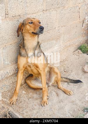 Chien caramel, assis sur le sol en ciment, reculé, appuyé contre le mur, pattes tendues, oreilles et yeux attentifs. Banque D'Images