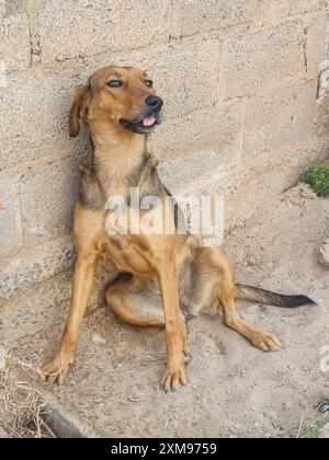 Chien caramel, assis sur le sol en ciment, reculé, appuyé contre le mur, pattes tendues, langue sortie, museau noir, regardant sur le côté. Banque D'Images