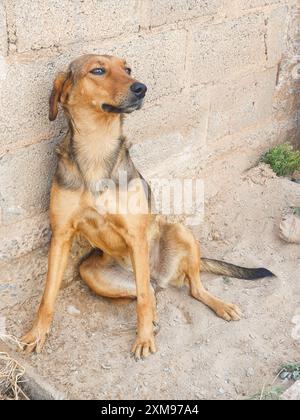 Chien caramel, assis sur le sol en ciment, reculé, appuyé contre le mur, pattes tendues, oreilles et yeux attentifs. Banque D'Images