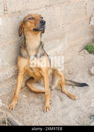 Chien caramel, assis sur le sol en ciment, reculé, appuyé contre le mur, pattes tendues, langue sortie, museau noir, regardant sur le côté. Banque D'Images