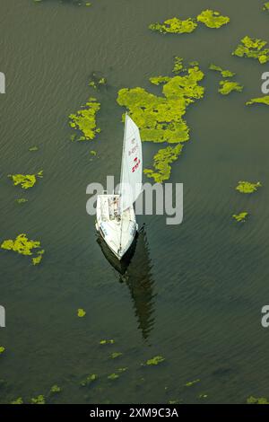 Luftbild, Kemnader Stausee mit Elodea, Wasserpest, Algenblüte, Segelboote und Stand-Up Paddeler, Bochum, Nordrhein-Westfalen, Deutschland ACHTUNGxMINDESTHONORARx60xEURO *** vue aérienne, réservoir de Kemnader avec elodea, eau, fleurs d'algues, voiliers et pagaies debout, Bochum, Rhénanie du Nord-Westphalie, Allemagne Banque D'Images