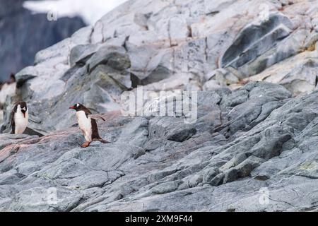 Une impression de la colonie de pingouins Gentoo -Pygoscelis papua- sur l'île de Cuverville, sur la péninsule Antarctique Banque D'Images