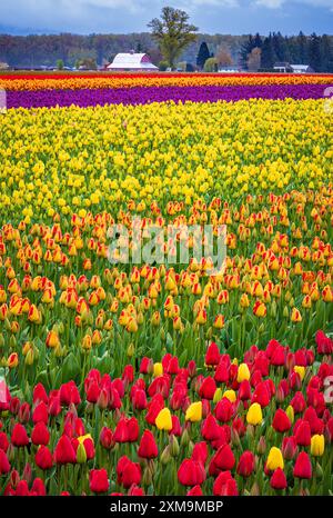 Le Skagit Valley Tulip Festival est un festival de tulipes dans la vallée de Skagit, dans l'État de Washington, aux États-Unis. Banque D'Images