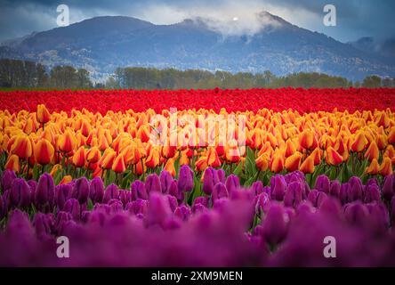 Le Skagit Valley Tulip Festival est un festival de tulipes dans la vallée de Skagit, dans l'État de Washington, aux États-Unis. Banque D'Images