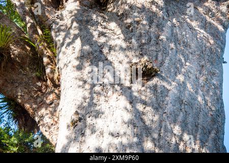 Tane Mahuta Kauri Tree - Nouvelle-Zélande Banque D'Images