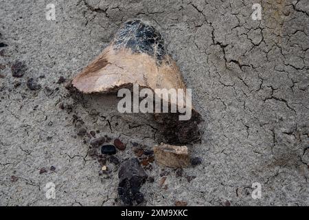 Au moins 57 dinosaures sont morts dans ce lit osseux du parc provincial Dinosaur en Alberta, au Canada. Banque D'Images