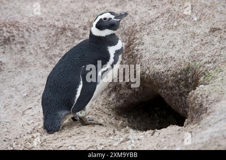 Manchot magellanique (Spheniscus magellanicus) à l'entrée de son terrier. Les manchots magellaniques ont des becs noirs, des dos noirs et des fronts blancs. Les adultes ont une bande blanche symétrique qui prend naissance au niveau de chaque œil, arque les côtés de leur tête et se réunit au-dessus de leur cou. Photographié à Volunteer point à East Falkland dans les îles Falkland. Banque D'Images