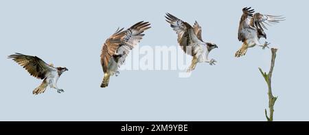 Osprey (Pandion haliactus) débarquant sur la perche. Le balbuzard se trouve sur tous les continents sauf en Antarctique. Il peut atteindre plus de 60 centimètres de longueur et a une envergure allant jusqu'à 180 centimètres. Le régime alimentaire du balbuzard se compose principalement de poissons, qu'il attrape en plongeant dans les lacs ou les rivières et en saisissant les poissons près de la surface avec ses talons. Banque D'Images