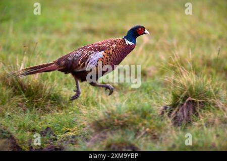 Faisan commun (Phasianus colchicus) en course. Il est originaire d'Asie et de certaines parties de l'Europe. Comme l'un des oiseaux les plus chassés au monde, il a été introduit à cette fin dans de nombreuses régions. Photographié dans les Highlands écossais, Royaume-Uni. Banque D'Images