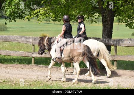 Deux cavalières en phase de repos marchant à un rythme de marche tout en entraînant des chevaux islandais sur une piste ovale Banque D'Images