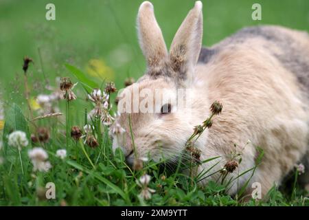 Lapin (Oryctolagus cuniculus domestica), animal de compagnie, portrait, herbe, manger, mignon, le lapin domestique brun est assis entre l'herbe et le trèfle et mange le Banque D'Images