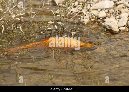 Carpe dorée (Cyprinus carpia) butinant dans les bas-fonds d'un lac, Allgaeu, Bavière, Allemagne, Allgaeu, Bavière, Allemagne Banque D'Images