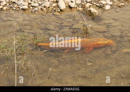 Carpe dorée (Cyprinus carpia) butinant dans les bas-fonds d'un lac, Allgaeu, Bavière, Allemagne, Allgaeu, Bavière, Allemagne Banque D'Images