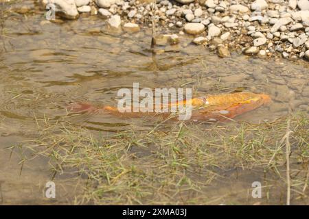 Carpe dorée (Cyprinus carpia) butinant dans les bas-fonds d'un lac, Allgaeu, Bavière, Allemagne, Allgaeu, Bavière, Allemagne Banque D'Images