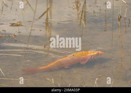 Carpe dorée (Cyprinus carpia) butinant dans les bas-fonds d'un lac, Allgaeu, Bavière, Allemagne, Allgaeu, Bavière, Allemagne Banque D'Images