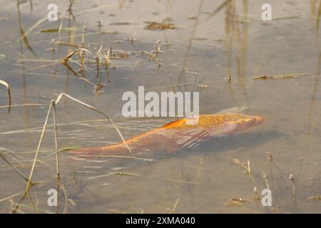 Carpe dorée (Cyprinus carpia) butinant dans les bas-fonds d'un lac, Allgaeu, Bavière, Allemagne, Allgaeu, Bavière, Allemagne Banque D'Images