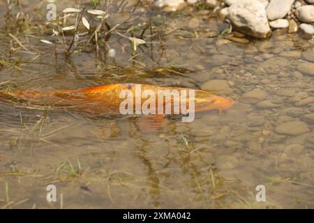 Carpe dorée (Cyprinus carpia) butinant dans les bas-fonds d'un lac, Allgaeu, Bavière, Allemagne, Allgaeu, Bavière, Allemagne Banque D'Images