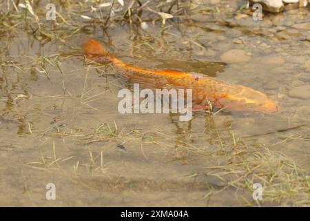 Carpe dorée (Cyprinus carpia) butinant dans les bas-fonds d'un lac, Allgaeu, Bavière, Allemagne, Allgaeu, Bavière, Allemagne Banque D'Images