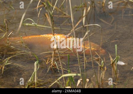 Carpe dorée (Cyprinus carpia) butinant dans les bas-fonds d'un lac, Allgaeu, Bavière, Allemagne, Allgaeu, Bavière, Allemagne Banque D'Images