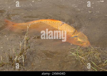 Carpe dorée (Cyprinus carpia) butinant dans les bas-fonds d'un lac, Allgaeu, Bavière, Allemagne, Allgaeu, Bavière, Allemagne Banque D'Images