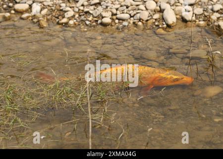 Carpe dorée (Cyprinus carpia) butinant dans les bas-fonds d'un lac, Allgaeu, Bavière, Allemagne, Allgaeu, Bavière, Allemagne Banque D'Images