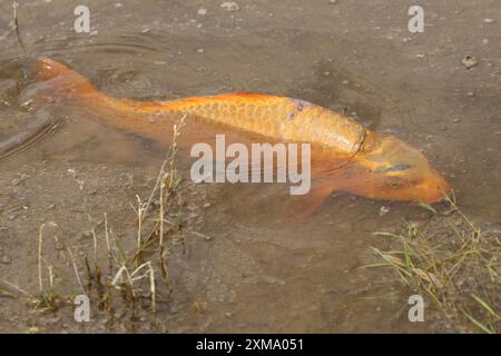 Carpe dorée (Cyprinus carpia) butinant dans les bas-fonds d'un lac, Allgaeu, Bavière, Allemagne, Allgaeu, Bavière, Allemagne Banque D'Images