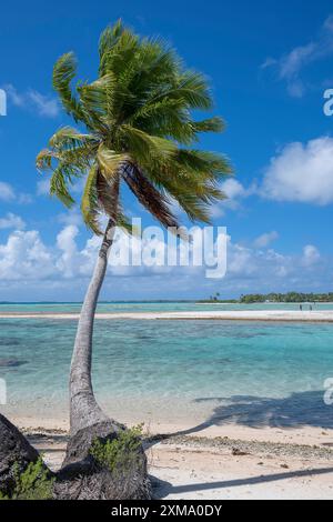 Cocotier (Cocos nucifera), derrière un banc de sable et un motu, Tikehau, atoll, archipel des Tuamotu, Tuherahera, Rangiroa, Polynésie française Banque D'Images