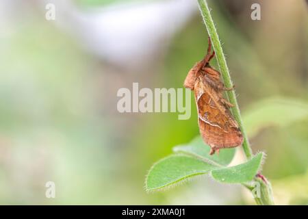 Orange Swift (Triodia sylvina), papillon assis sur une branche, Essen, Rhénanie-du-Nord-Westphalie, Allemagne Banque D'Images