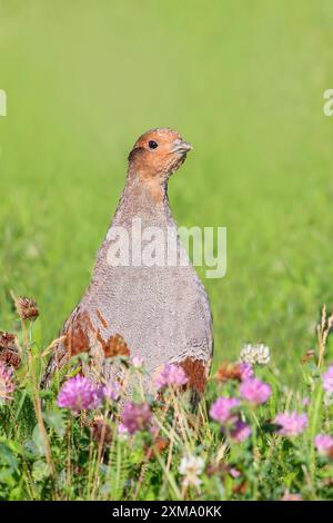 Perdrix grise (Perdix perdix), coq regardant attentivement de prairie de trèfle, faune, oiseaux de poule, Sankt Andrae am Zicksee, Seewinkel, Nord Banque D'Images