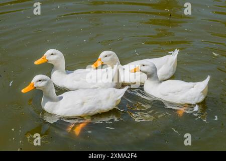Quatre canards pekin blancs américains (Anas platyrhynchos domesticus) nageant dans un étang au parc naturel par jour ensoleillé à Gyeongju, Corée du Sud Banque D'Images