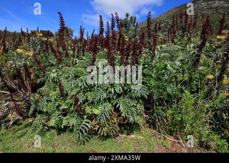 Fleur de miel géante (Melianthus Major), floraison, fleurs, arbuste, jardin botanique de Kirstenbosch, Le Cap, Afrique du Sud Banque D'Images