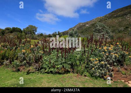 Fleur de miel géante (Melianthus Major), floraison, fleurs, arbuste, jardin botanique de Kirstenbosch, Le Cap, Afrique du Sud Banque D'Images