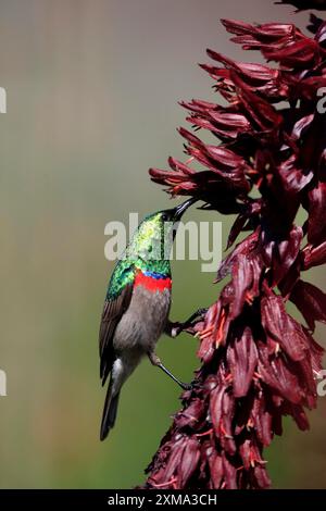 Cape Sunbird (Cinnyris chalybeus), adulte, buvant, se nourrissant, sur une fleur de miel géante (Melianthus major), jardins botaniques de Kirstenbosch, Cape Town, Sud Banque D'Images