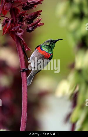 Cape Sunbird (Cinnyris chalybeus), adulte, buvant, sur fleur de miel géante (Melianthus major), jardins botaniques de Kirstenbosch, Cape Town, Afrique du Sud Banque D'Images