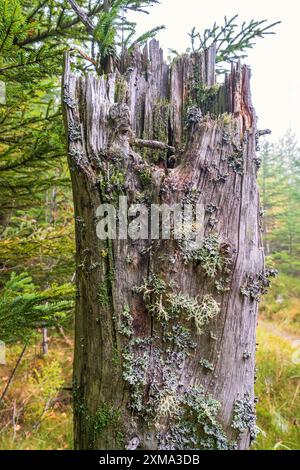 Vieux souche d'arbre avec lichen croissant et mousse dans une forêt d'épicéas à l'automne Banque D'Images