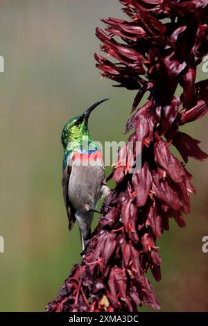 Cape Sunbird (Cinnyris chalybeus), adulte, buvant, sur fleur de miel géante (Melianthus major), jardins botaniques de Kirstenbosch, Cape Town, Afrique du Sud Banque D'Images