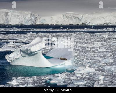 Phoque de Weddell (Leptonychotes weddellii) sur une banquise dans le chenal Lemaire au large de la Terre Graham, archipel Wilhelm, Antarctique Banque D'Images