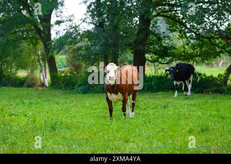Pâturage des vaches dans un pré. Vaches sur ferme laitière. Paysage de campagne avec des vaches. Vaches noires et blanches sur un champ herbeux. Banque D'Images