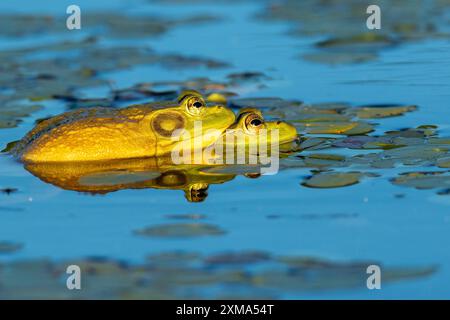 Grenouilles taureaux. Lithobates catesbeianus. Accouplement de grenouilles taureaux. Parc national de la Mauricie. Province de Québec. Canada Banque D'Images