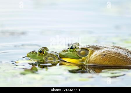 Grenouilles taureaux. Lithobates catesbeianus. Accouplement de grenouilles taureaux. Parc national de la Mauricie. Province de Québec. CanadaCanada Banque D'Images